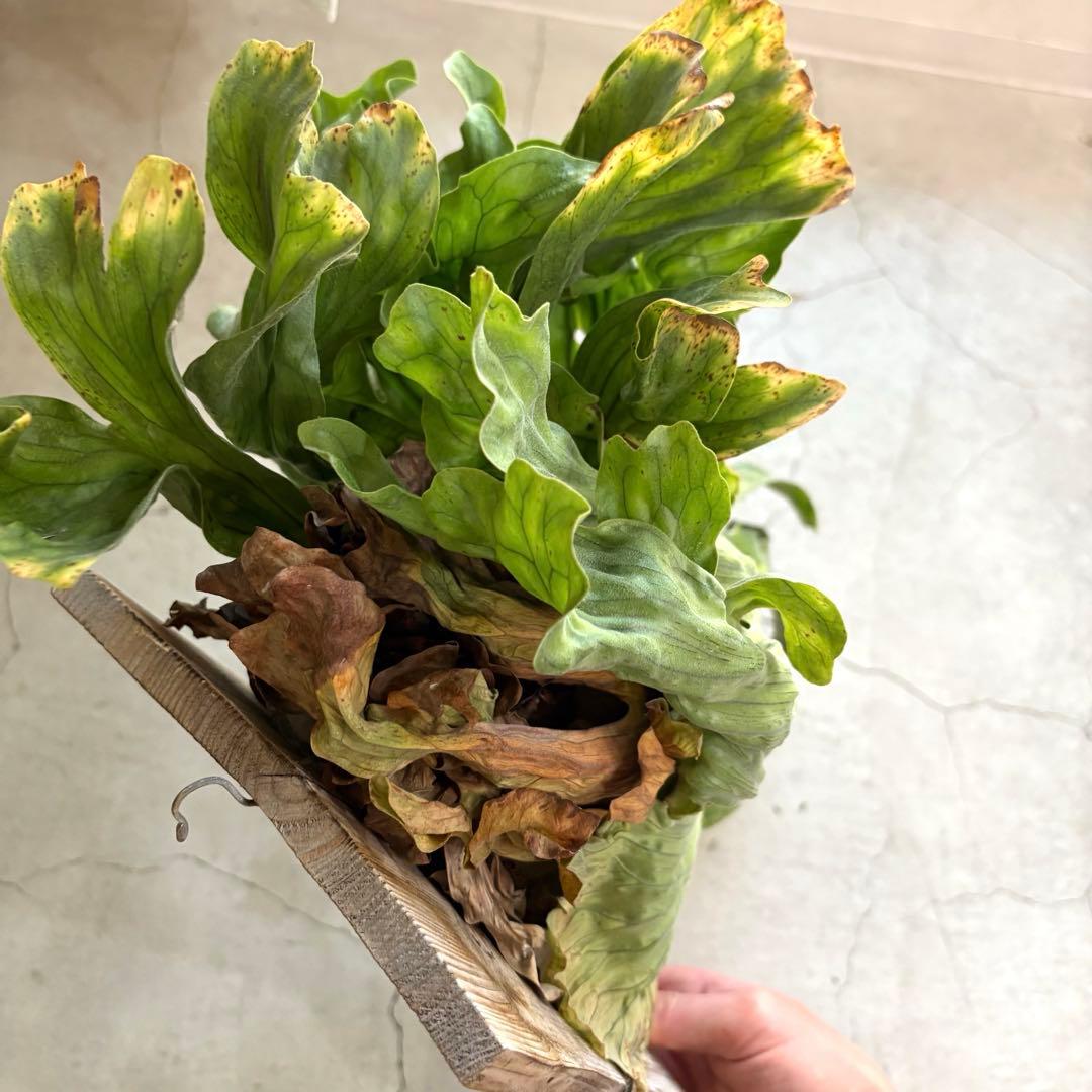 ビカクシダ　ワンダエドワーフ