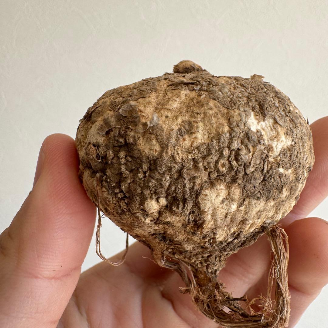 13.アデニア・オバタ 輸入直後ベアルート株　Adenia Ovata