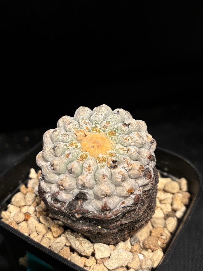 発根済み 孤竜丸 コピアポア シネレア コルムナアルバ copiapoa