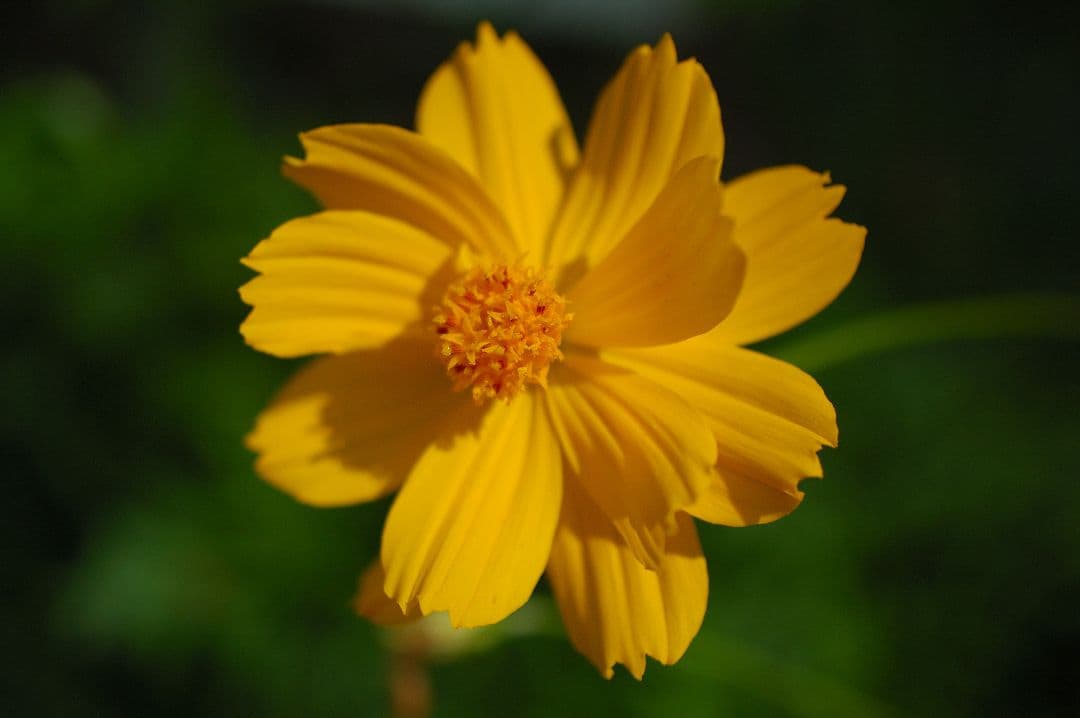 【レア】Tokina AT-X PRO 35mm F2.8 DX Macro