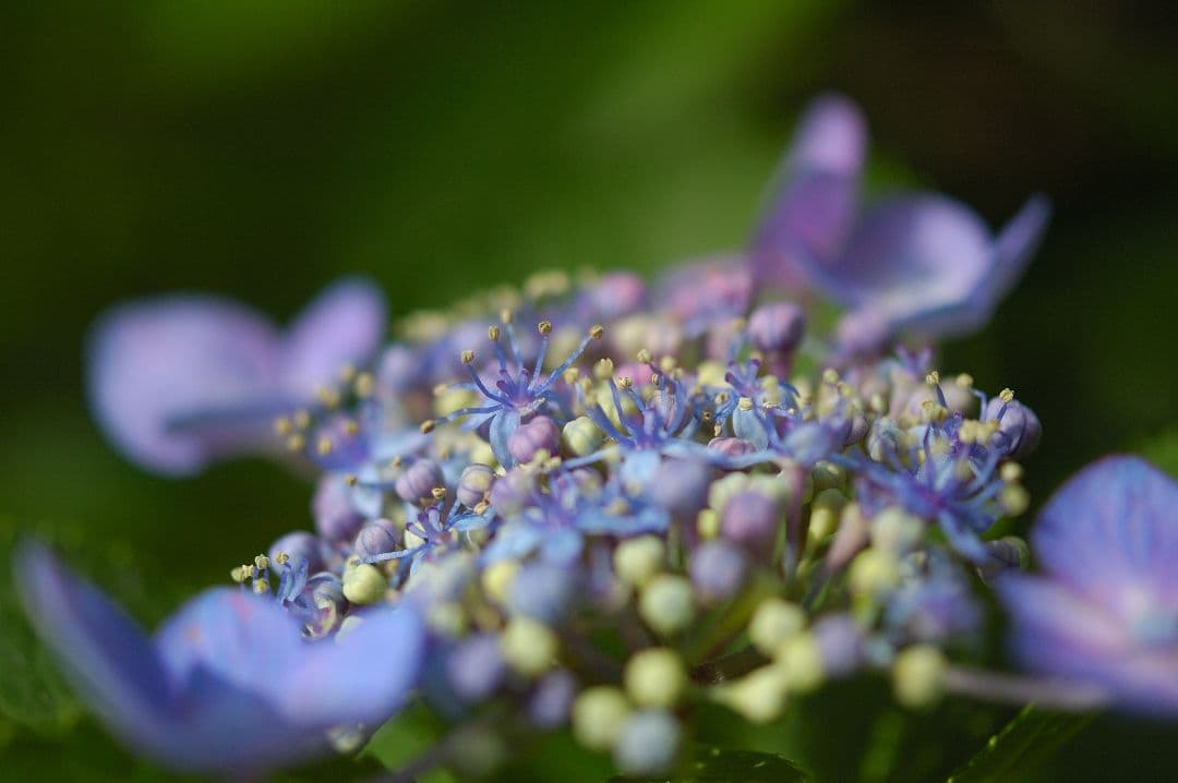 【レア】Tokina AT-X PRO 35mm F2.8 DX Macro