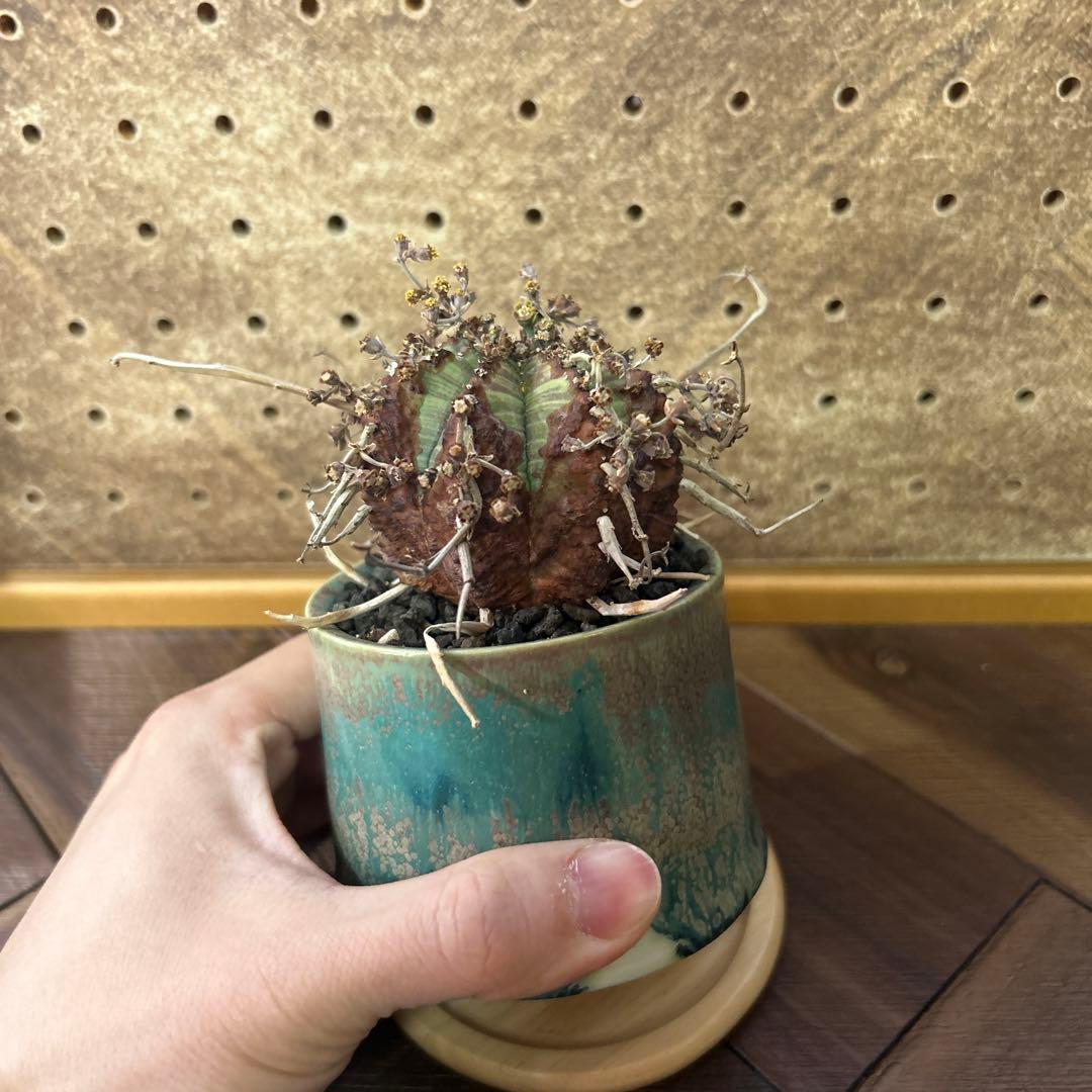 ユーフォルビア バリダ × 宮下将太鉢