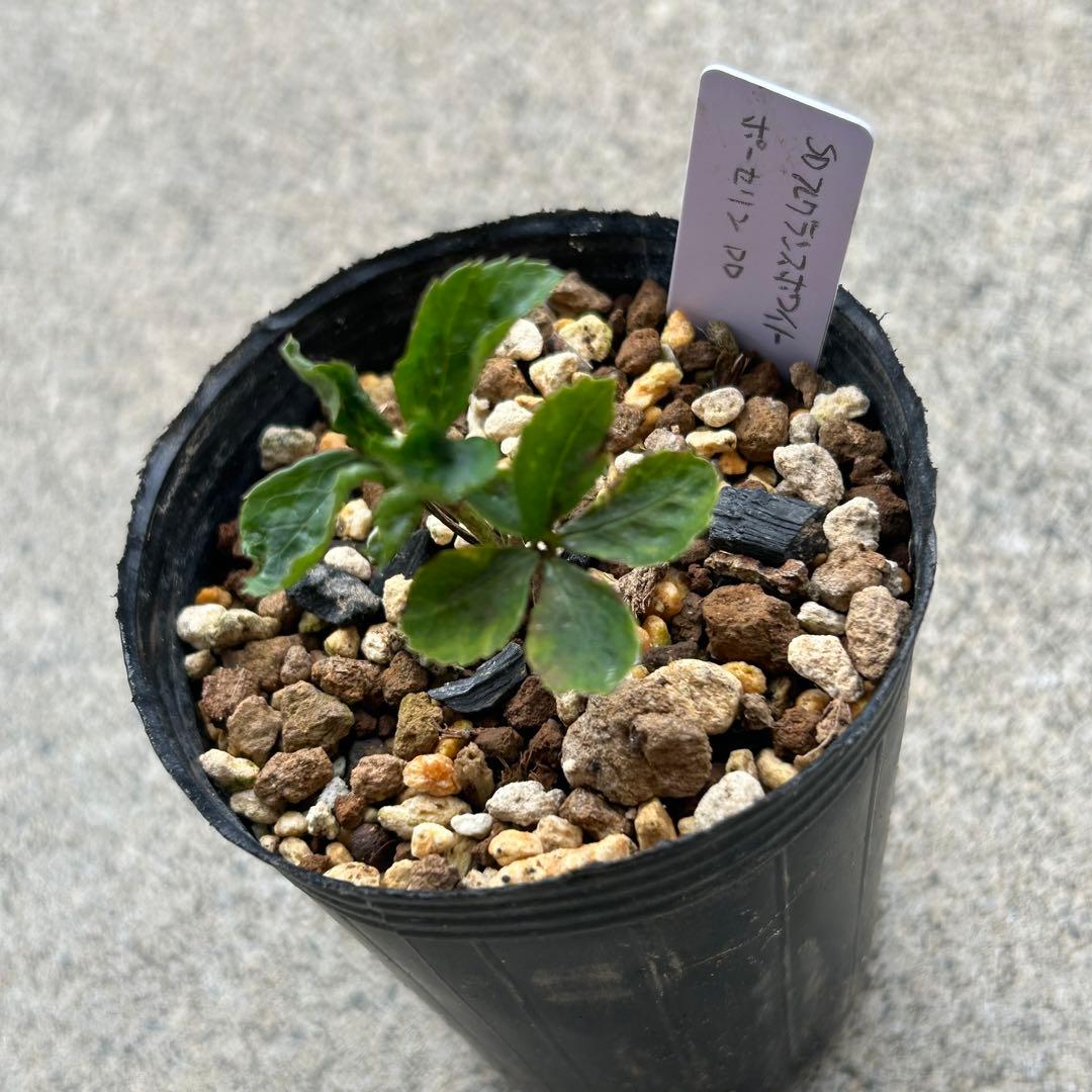 Komati「新春セール」クリスマスローズ 小苗 セット