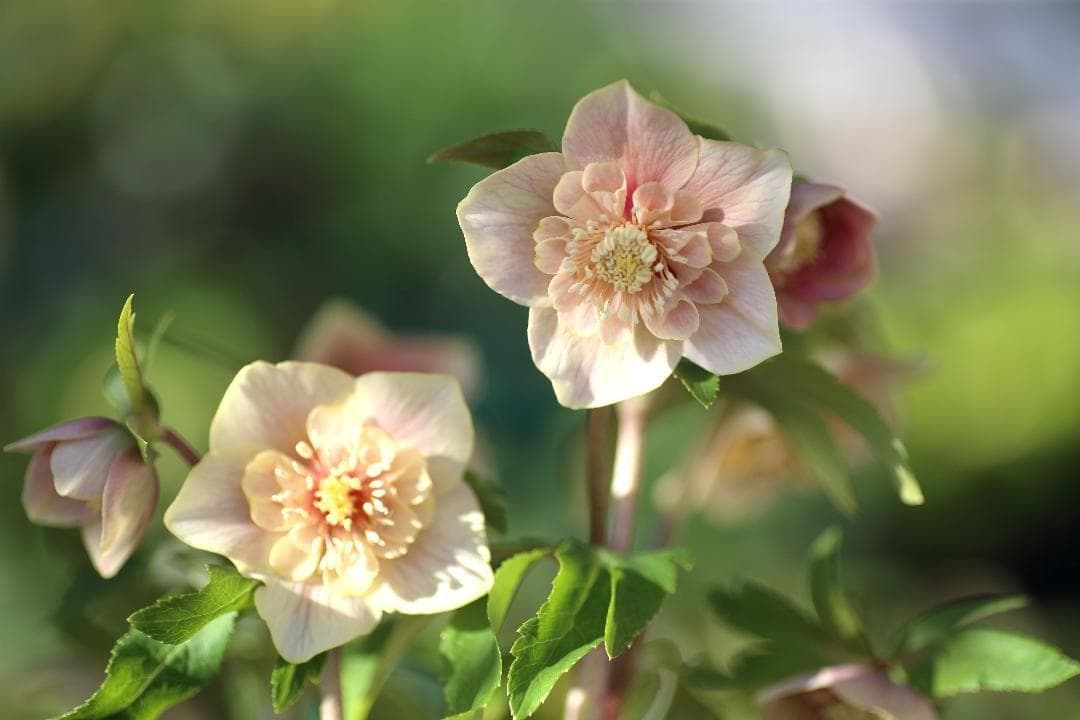 Komati「新春セール」クリスマスローズ 小苗 セット