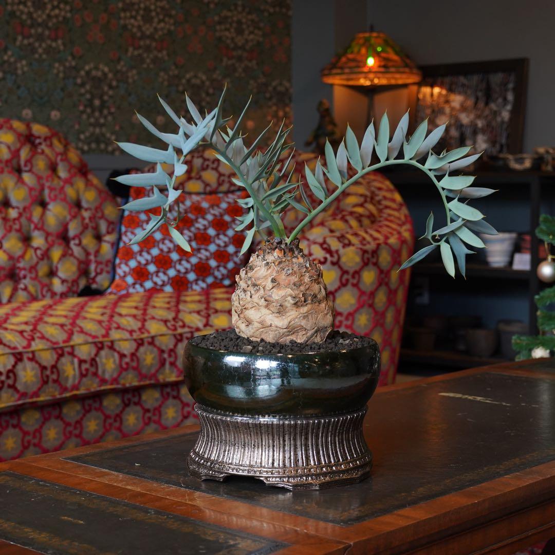 エンセファラルトスホリダスドワーフ塊根 観葉植物塊根14センチ高級鉢本日限定価格