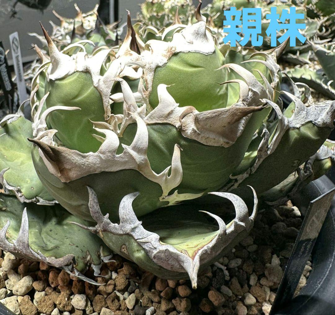 アガベ＊オアハカ