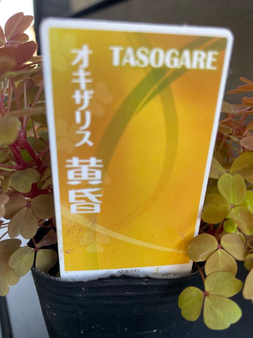 【花苗】オキザリス　黄昏　たそがれ　タグ付き ポットごと発送