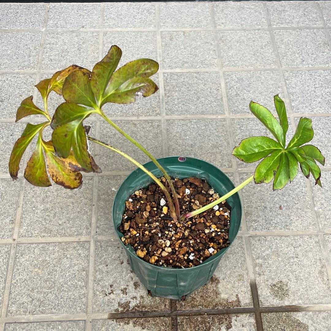 ヒ*ロ様 ☘️ラスト2☘️❤️根充実❤️しっかり新芽元気株❤️601【Ash】【