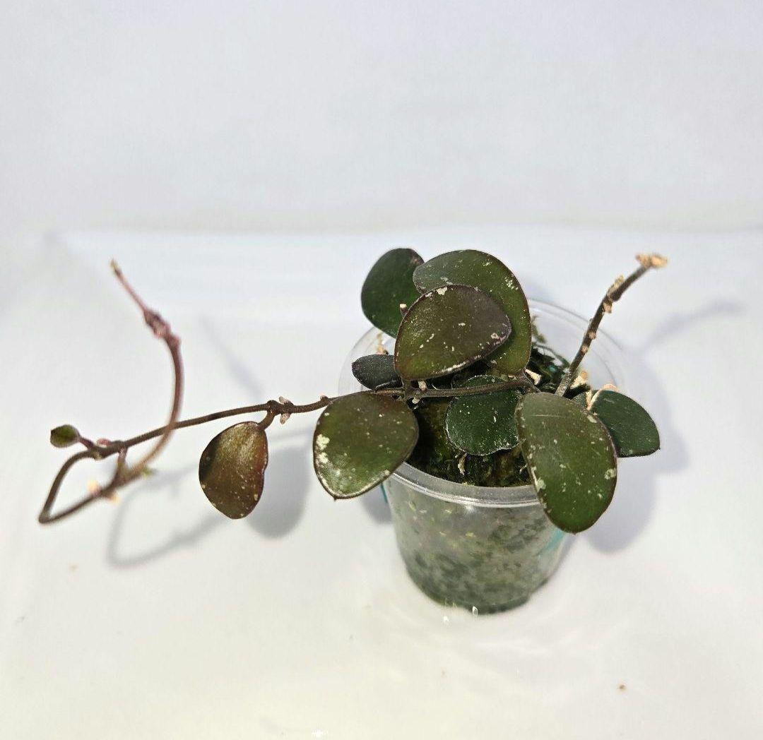 Hoya coin mini (karimantan) 　約５センチカップ