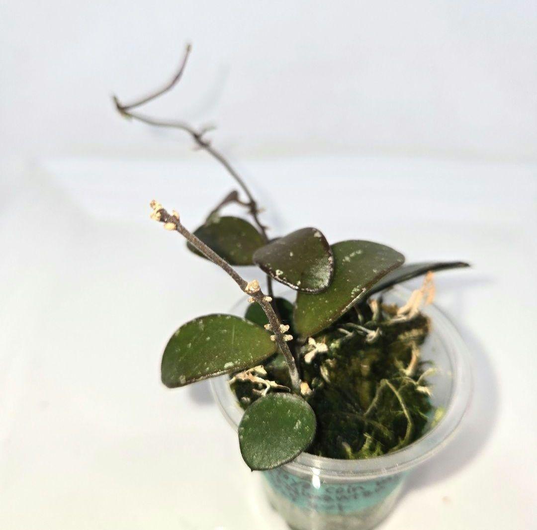 Hoya coin mini (karimantan) 　約５センチカップ