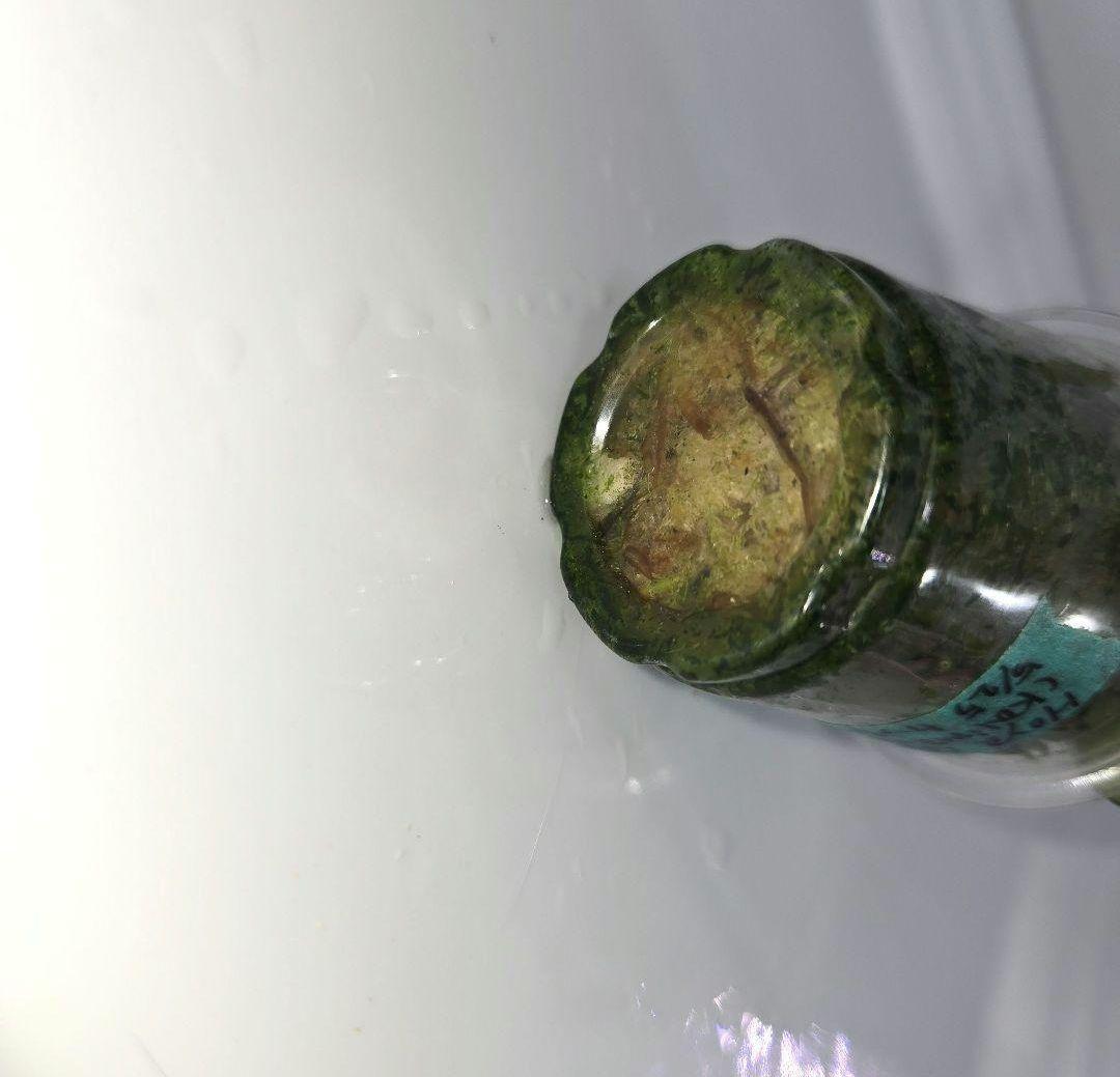 Hoya coin mini (karimantan) 　約５センチカップ