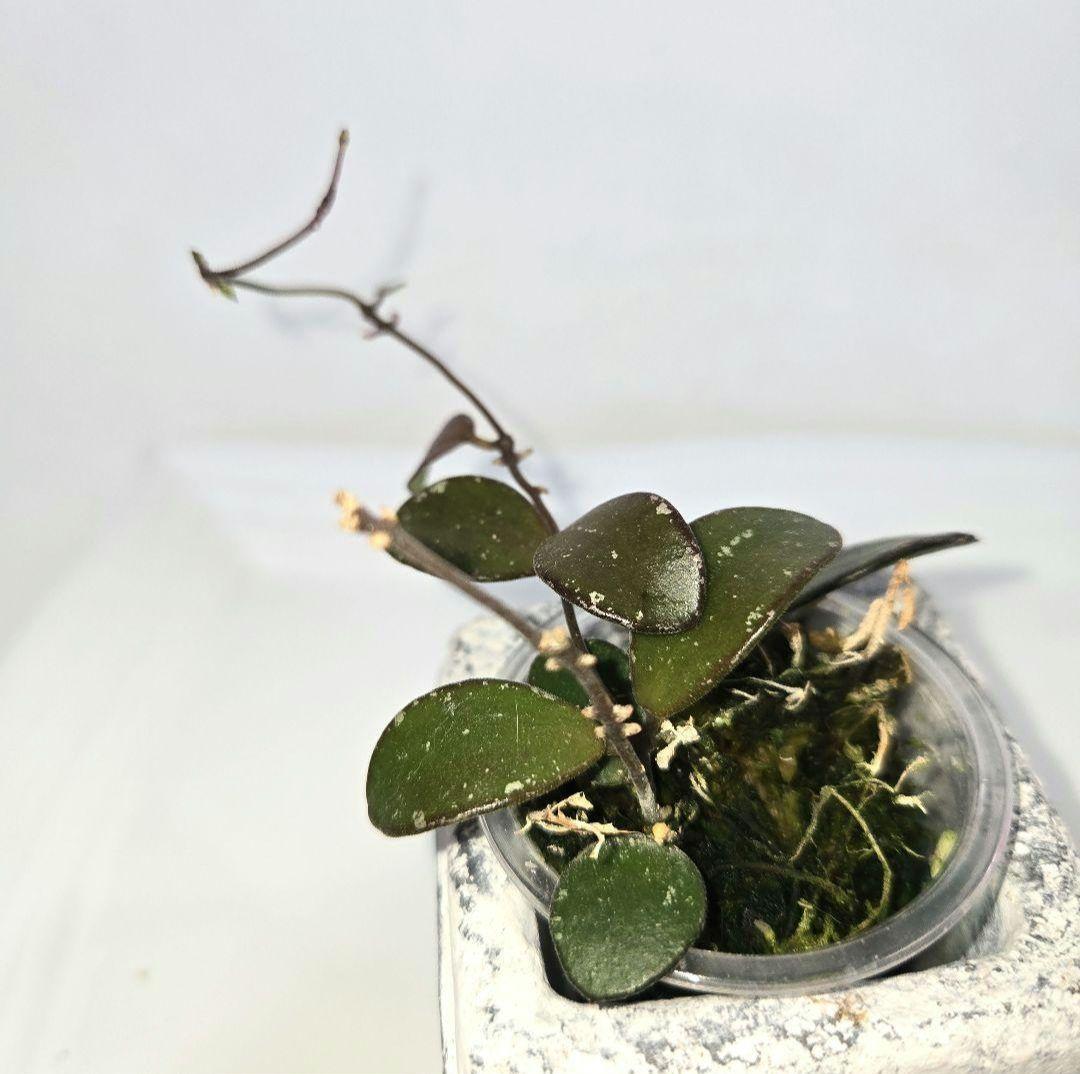 Hoya coin mini (karimantan) 　約５センチカップ