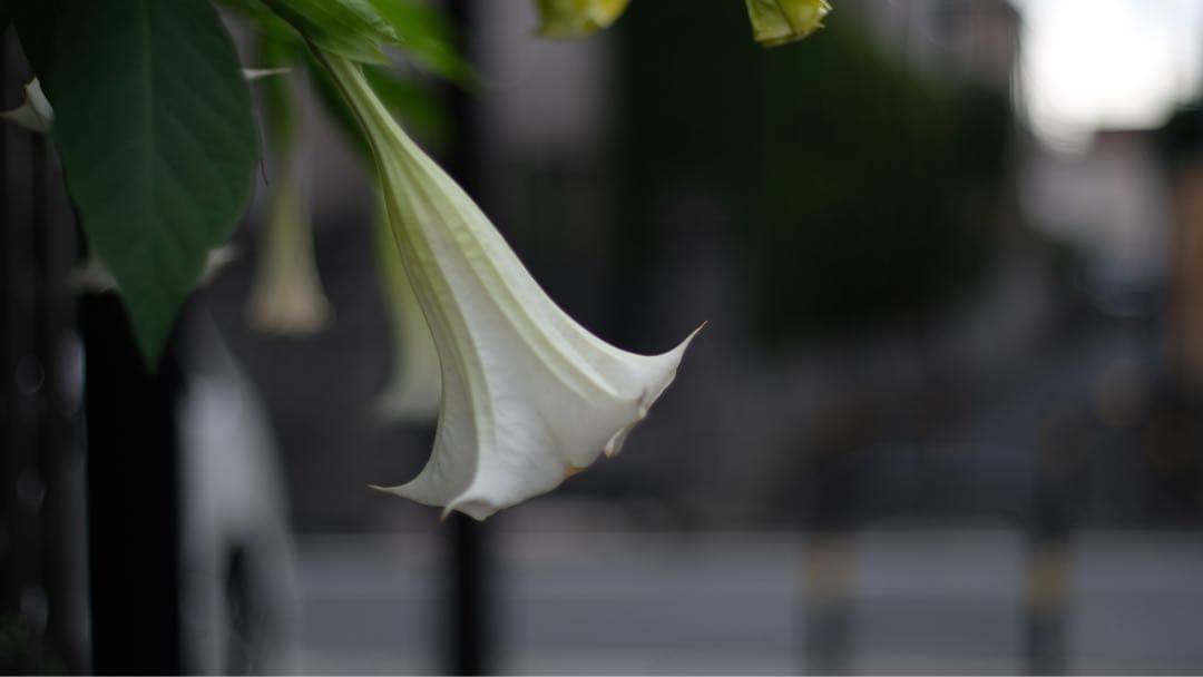 試写作例付　canon p 露出計付　50mm f1.8