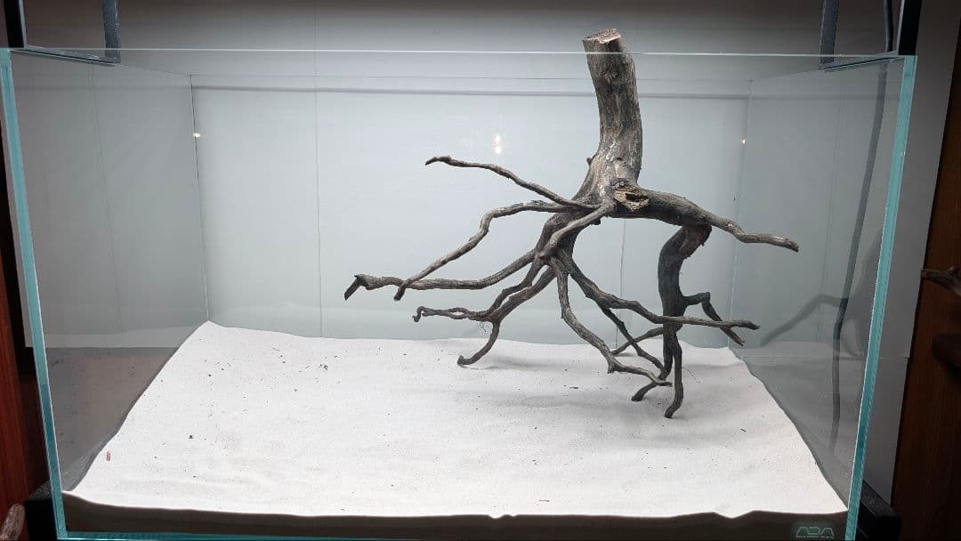 ブラックスマトラブランチ【BSB118】アクアリウム まとめ買い対応可 水槽