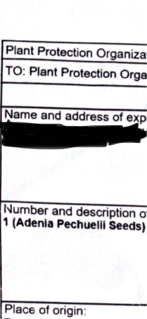 アデニア　ペチュエリー　種子　5個