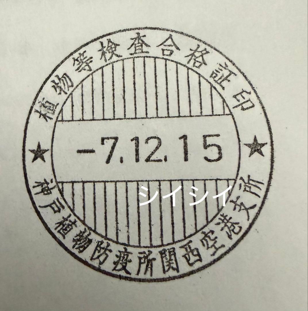 アデニア　ペチュエリー　種子　5個