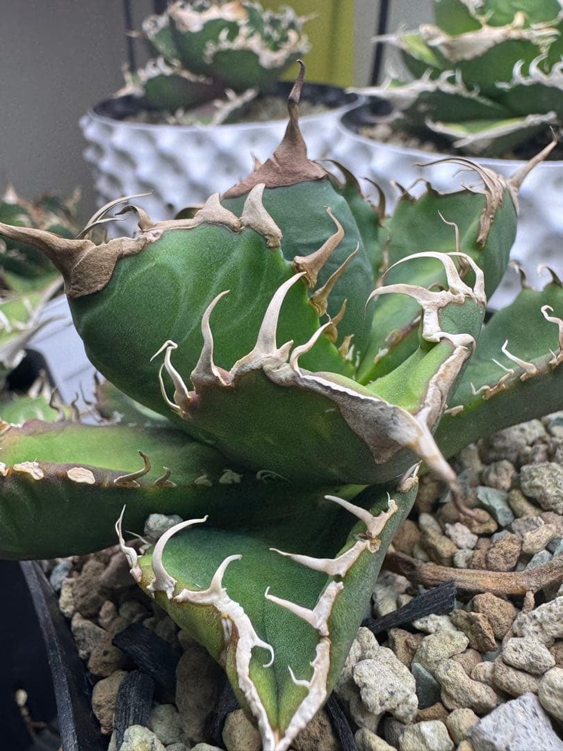 アガベ　悪魔くん OC 中株　子株付き　検）シチリア　スーパーチタノタ