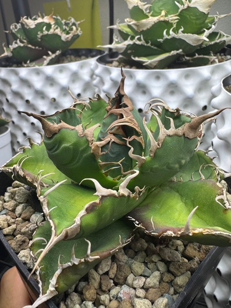 アガベ　悪魔くん OC 中株　子株付き　検）シチリア　スーパーチタノタ