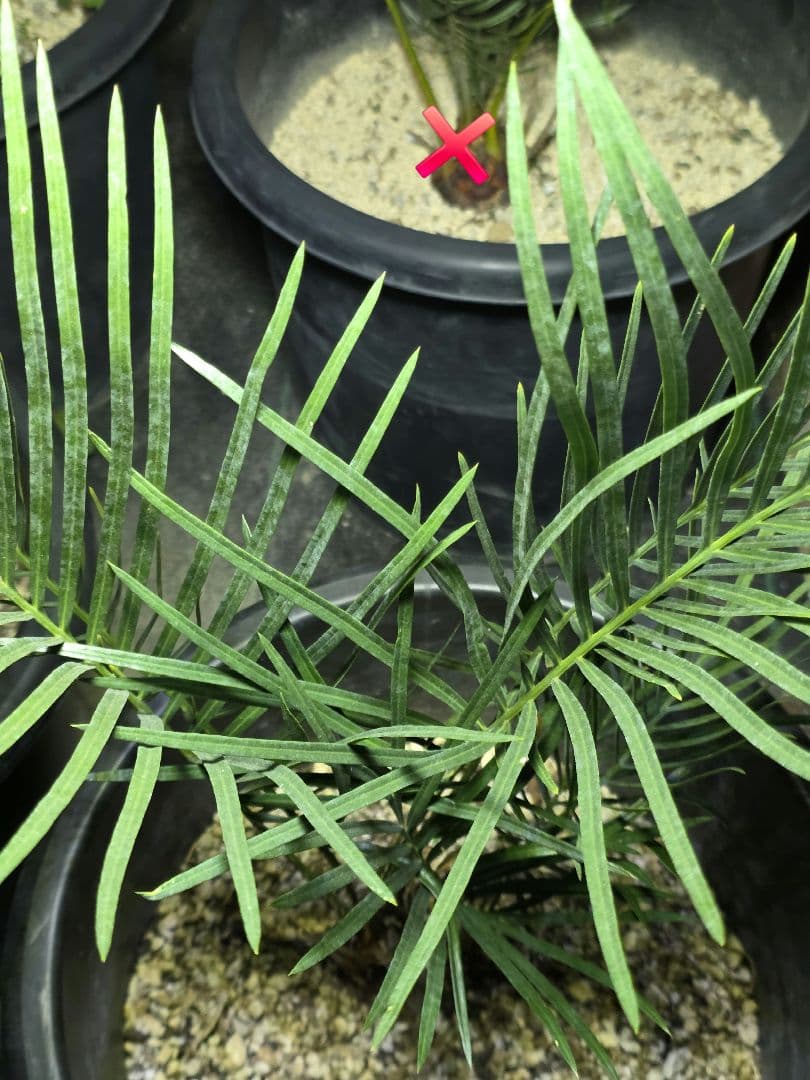 サイカスコッツシアーナ　（ダブルヘッド）