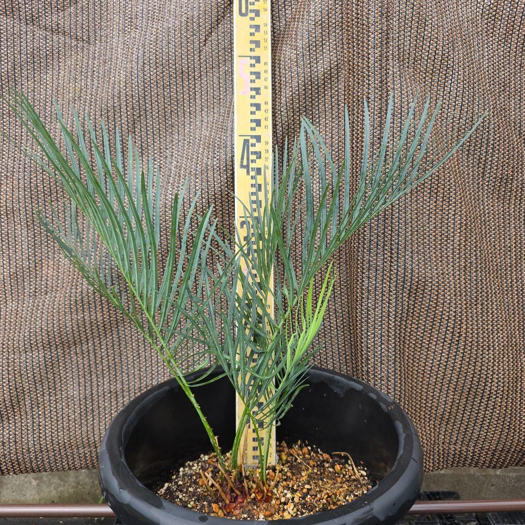 サイカスコッツシアーナ　（ダブルヘッド）