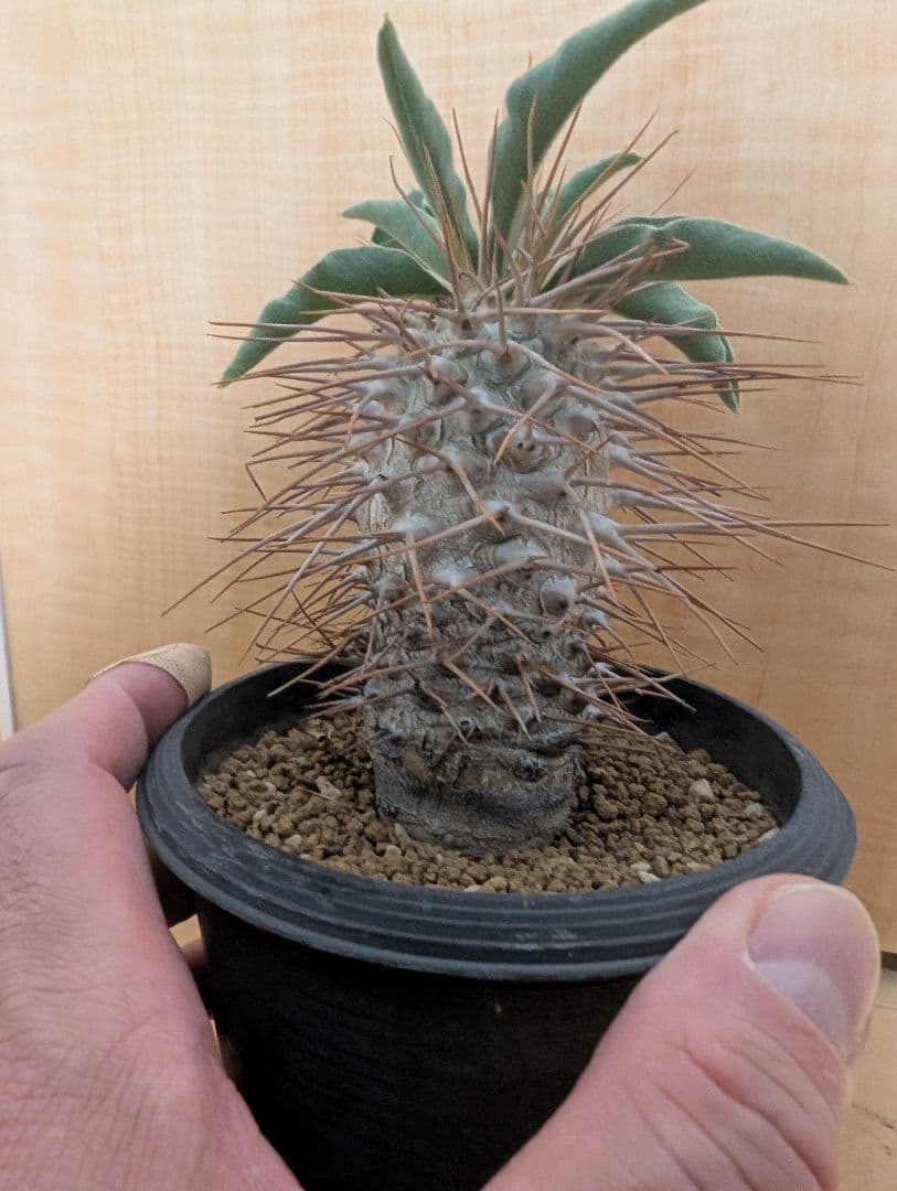 パキポディウム　ナムクアナム　光堂