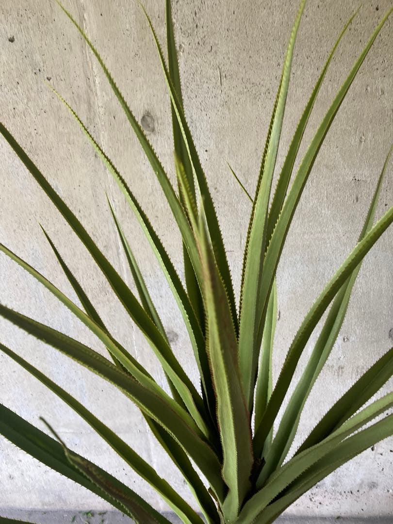 光触媒　人工観葉植物　ウォールグリーン　フェイクグリーン　アガベテナータpt