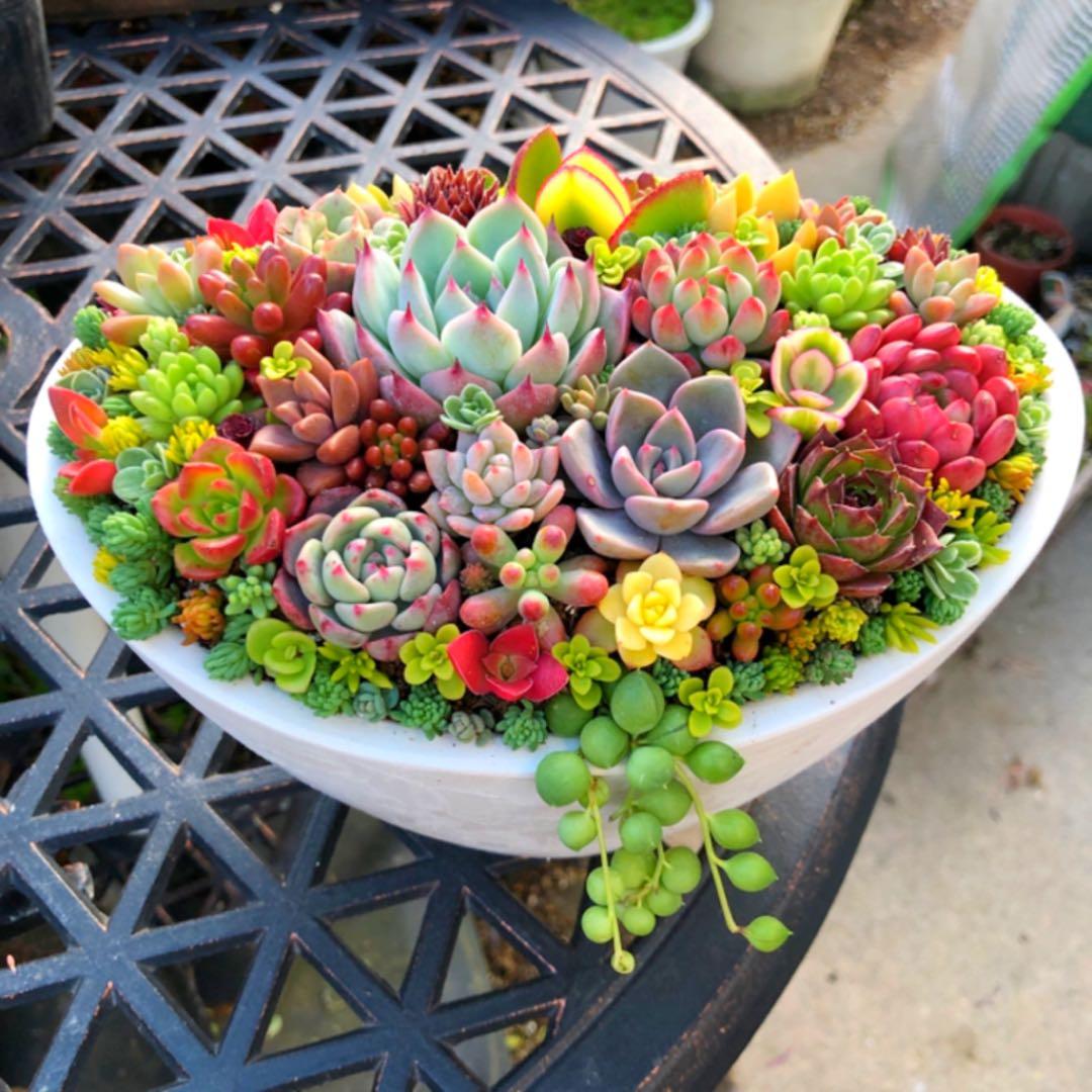 そのまま飾れる多肉植物寄せ植え　特大　管理書付き