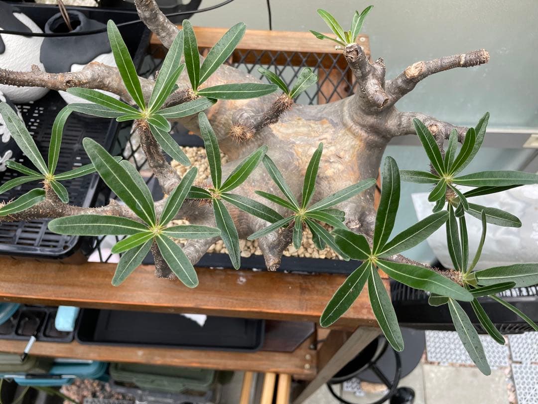 大株 パキポディウム グラキリス 多頭 扁平