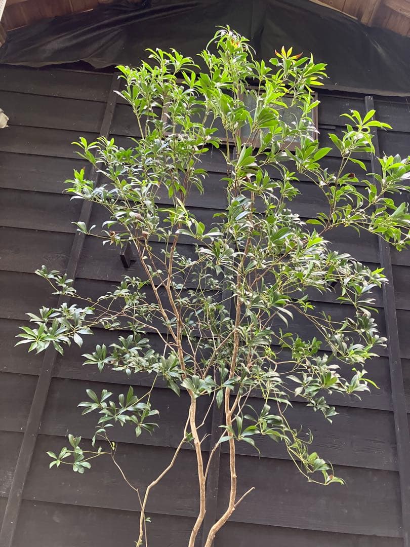 60 山採り　アセビ