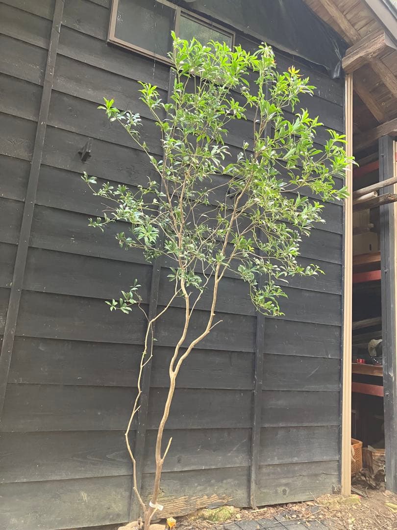 60 山採り　アセビ