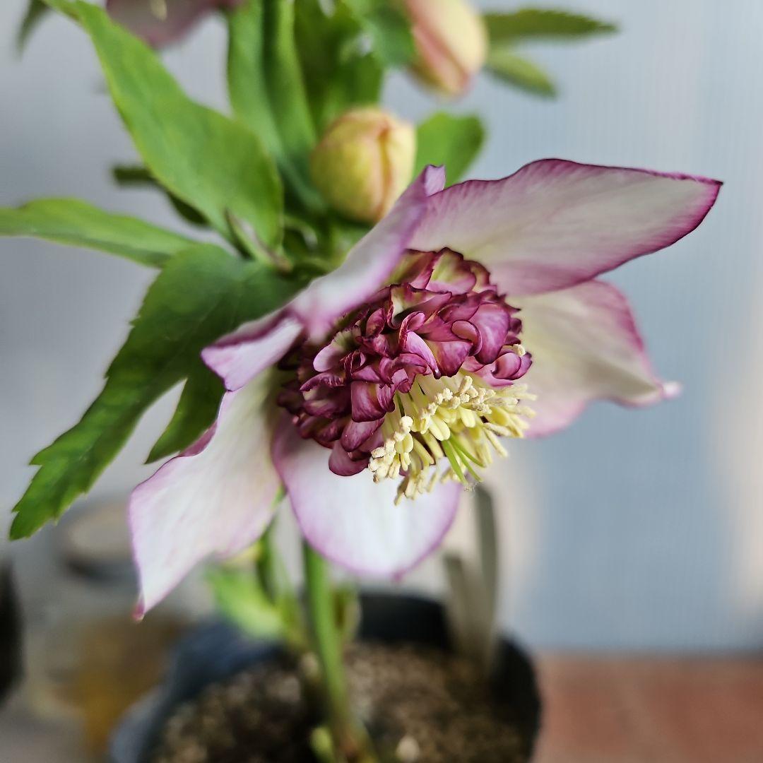 ✿㉖-132クリスマスローズ