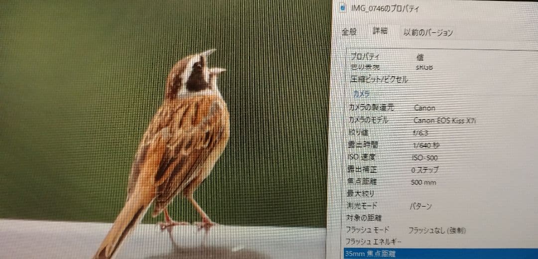 SIGMA APO 170-500mm DG 望遠レンズ