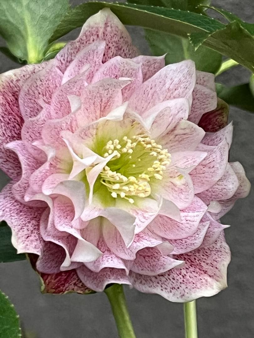 クリスマスローズ　フリルピンク