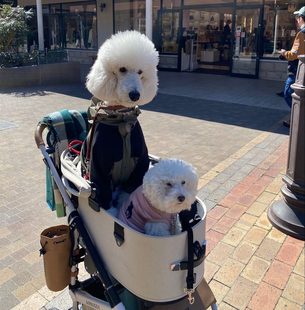 AIRBUGGY ドーム3　プレミアム　ラージ　アーバンホワイト