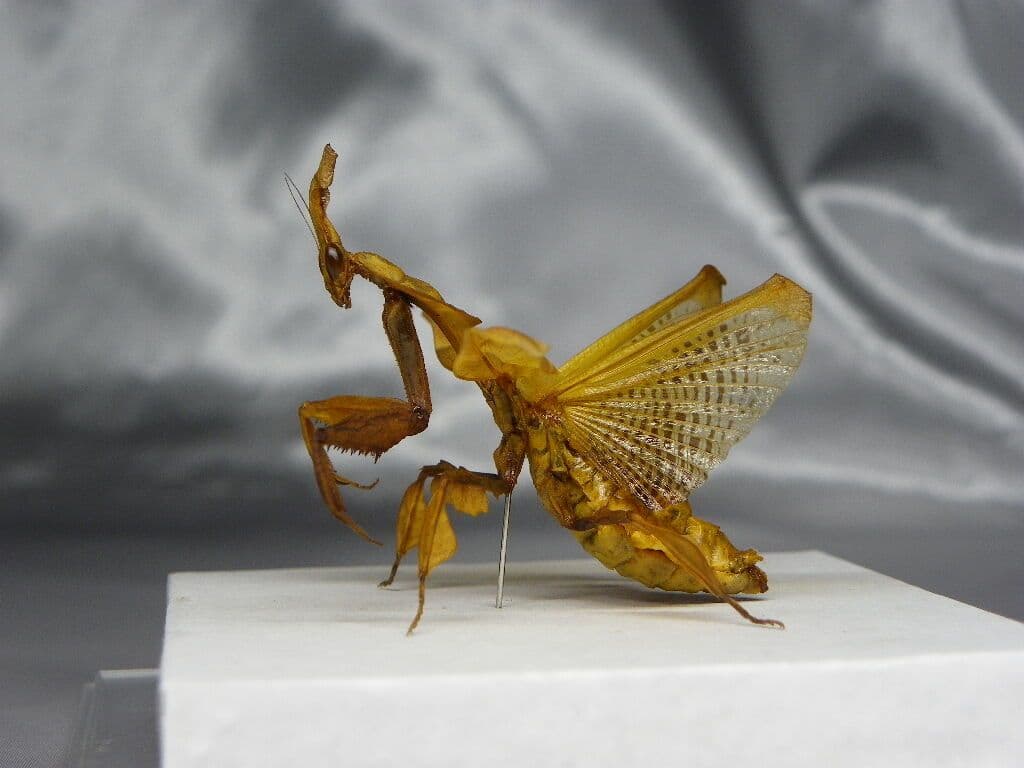 ゴーストマンティス／ペア　立体標本