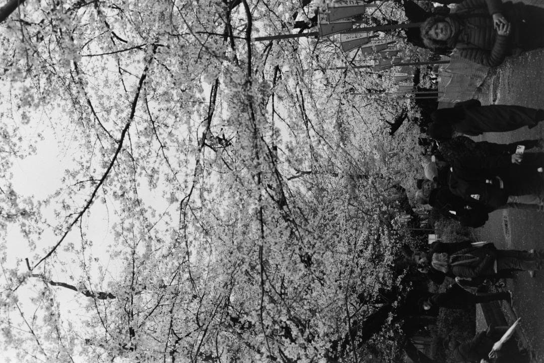 フィルムカメラ minolta X700 MD 50mm f1.4