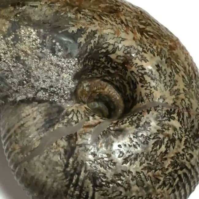 大型アンモナイト化石　シダ模様美品　約14cmの大型