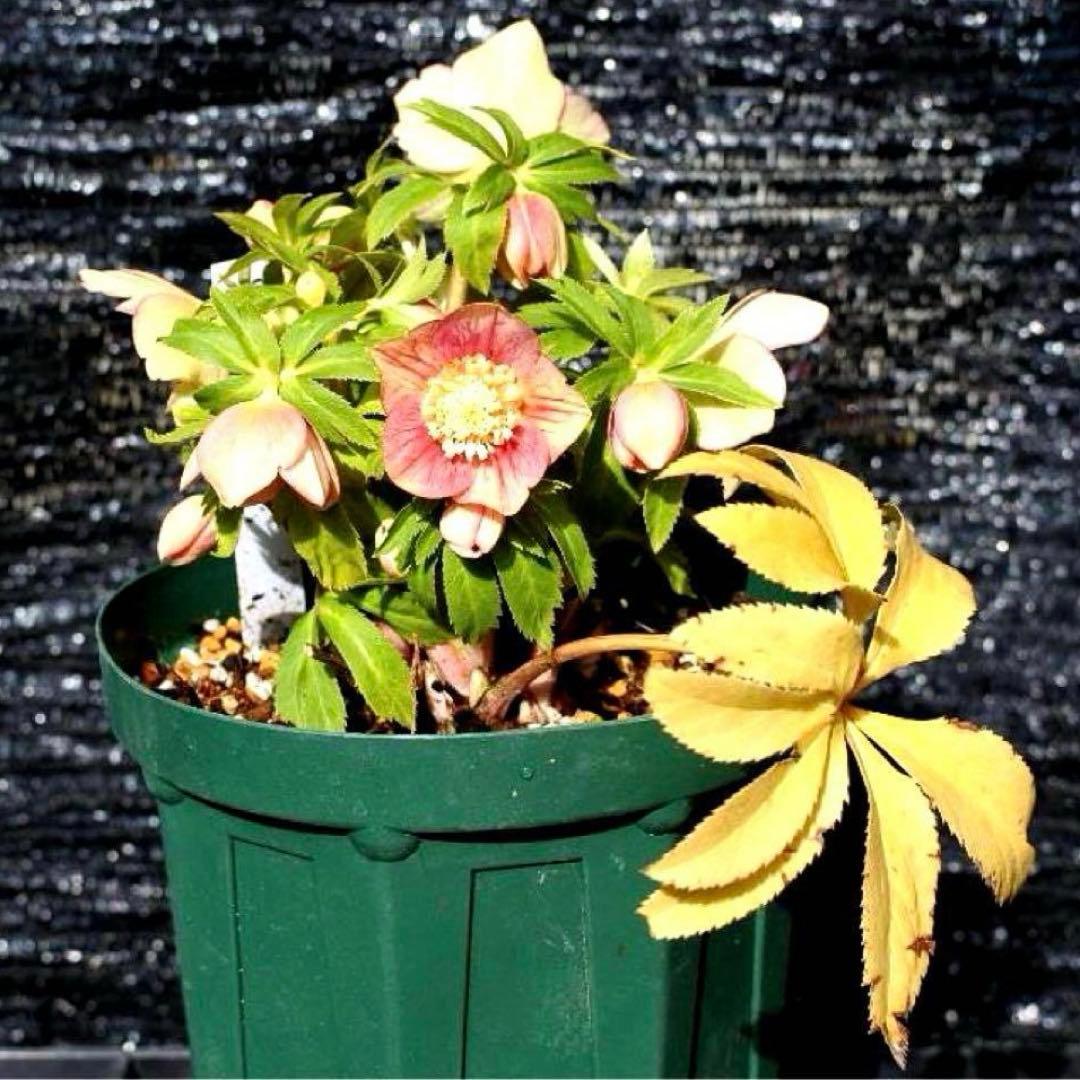 プ*ン様 3402☘️蕾付き☘️⭐️極上⭐️蜃気楼交配⭐️小輪⭐️ぼかし⭐️多花