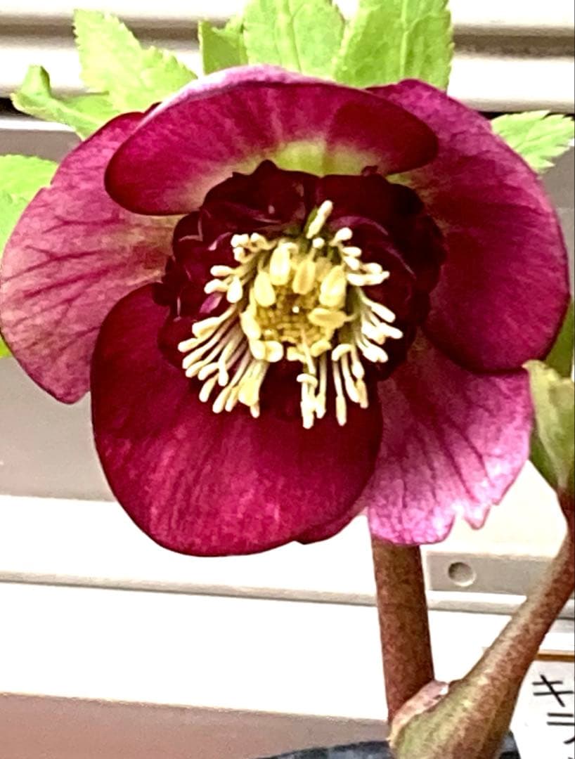 クリスマスローズ開花株 加藤農園　キラメキ⭐︎モーリー