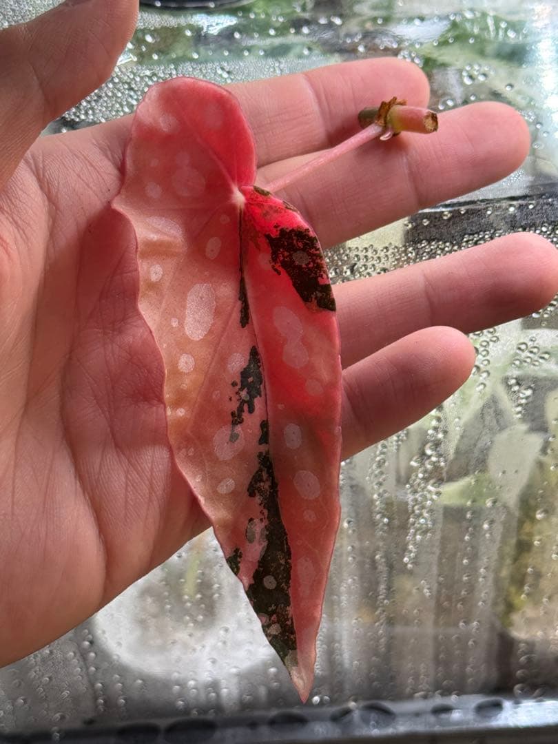 ち*こ様 ベゴニア マクラータ 斑入り発根管理中