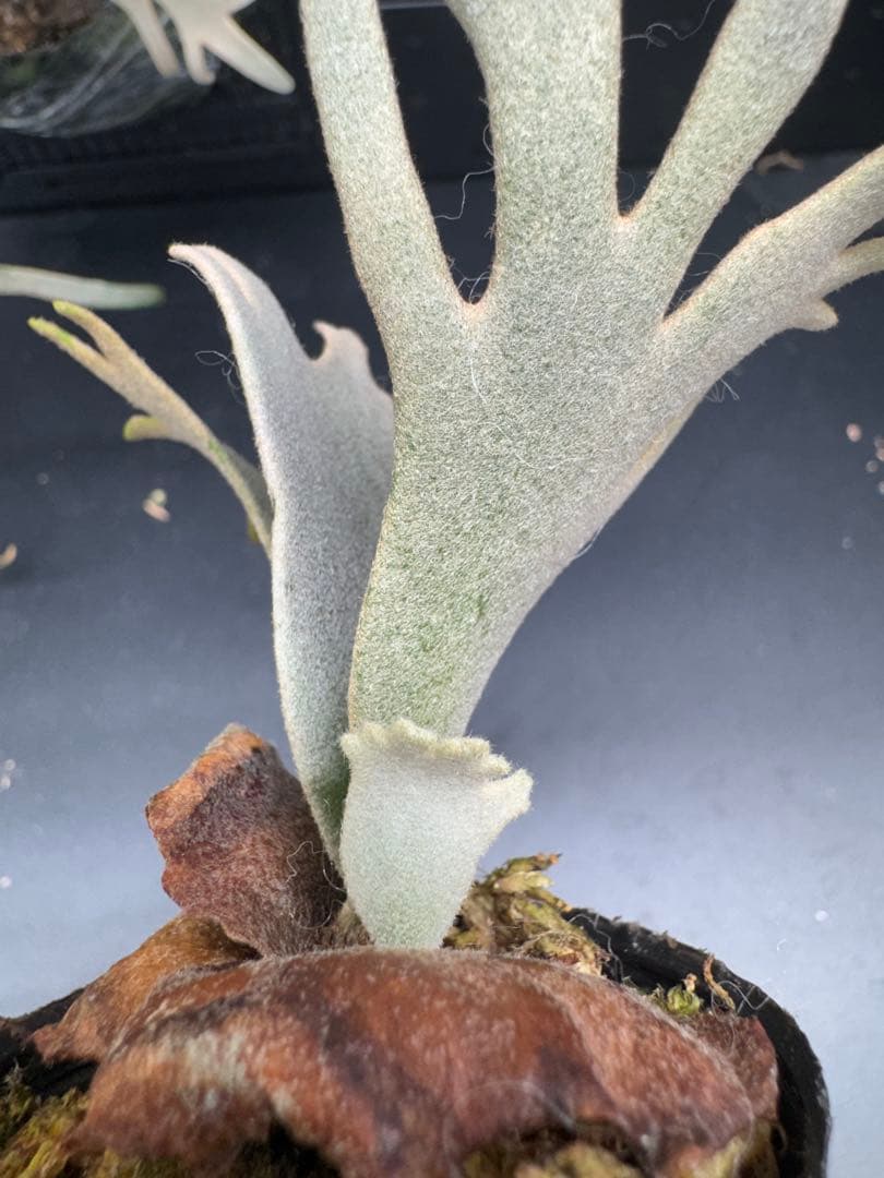 【平凡之鹿】YMDS Totoro HHRナーセリータグ付け #486