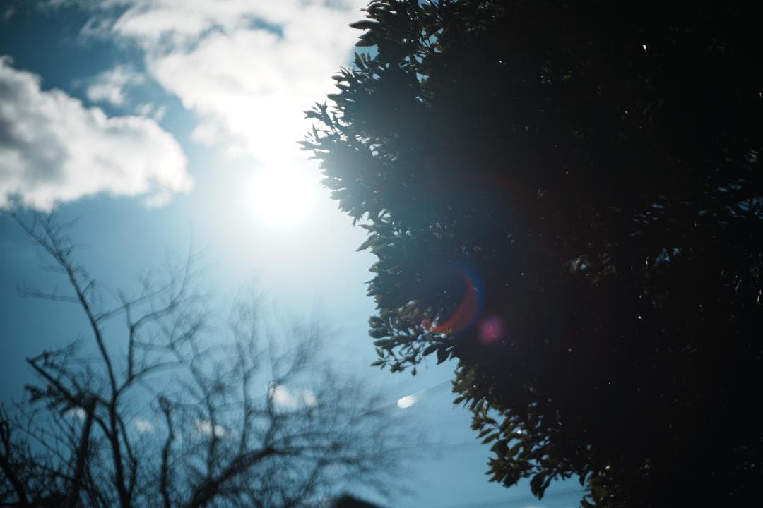 【傑作レンズ】動作◎ Canon New FD 50mm F1.4 019