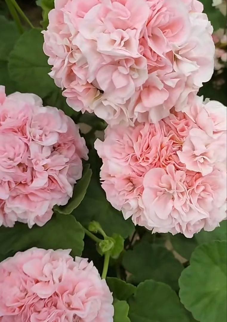 激レア品種ゼラニウム中苗　希少品種ゼラニウム苗　DMQ01