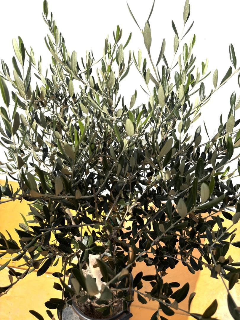 オリーブの木　ルッカ　約160cm　NO.2004　大型　人気品種　現品掲載