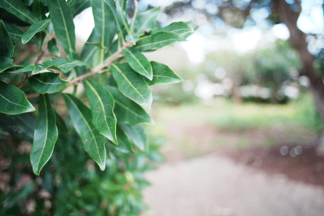 高解像力と優れた描写 Nikon Ai Nikkor 28mm F2.8 275