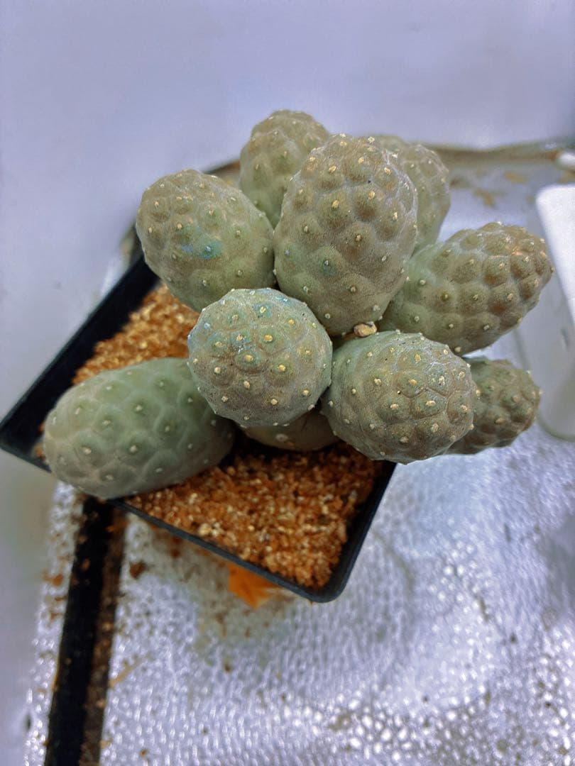 K*a様 T247多頭小型 緑色 球状サボテンテフロカクタス ゲオメトリクス（1