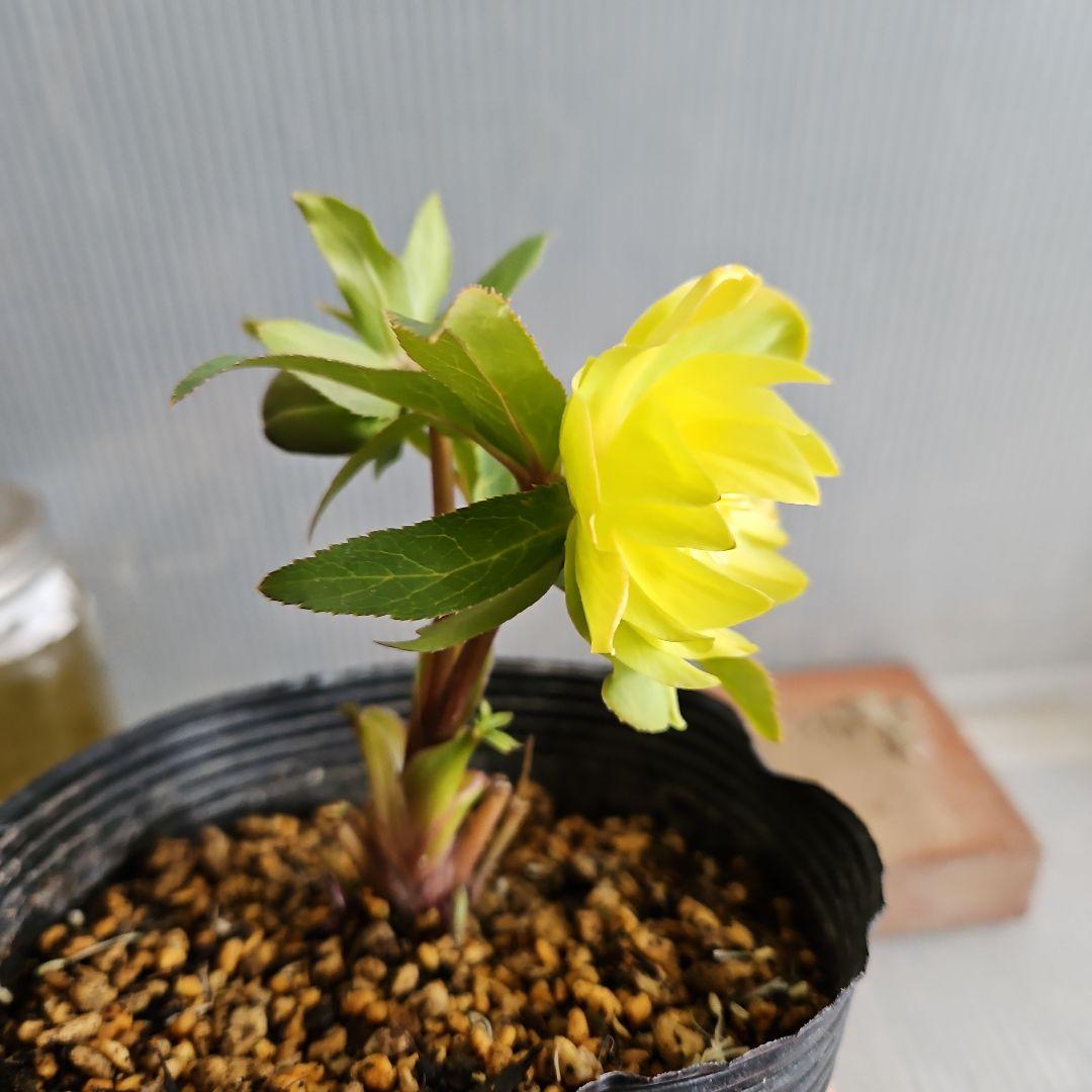 ★謙信様ご購入苗㉖-434㉖-442クリスマスローズ