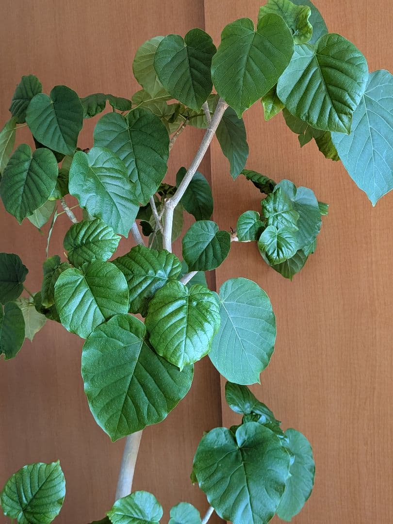 ◼️フィカスウンベラータ◼️大型180センチ　観葉植物