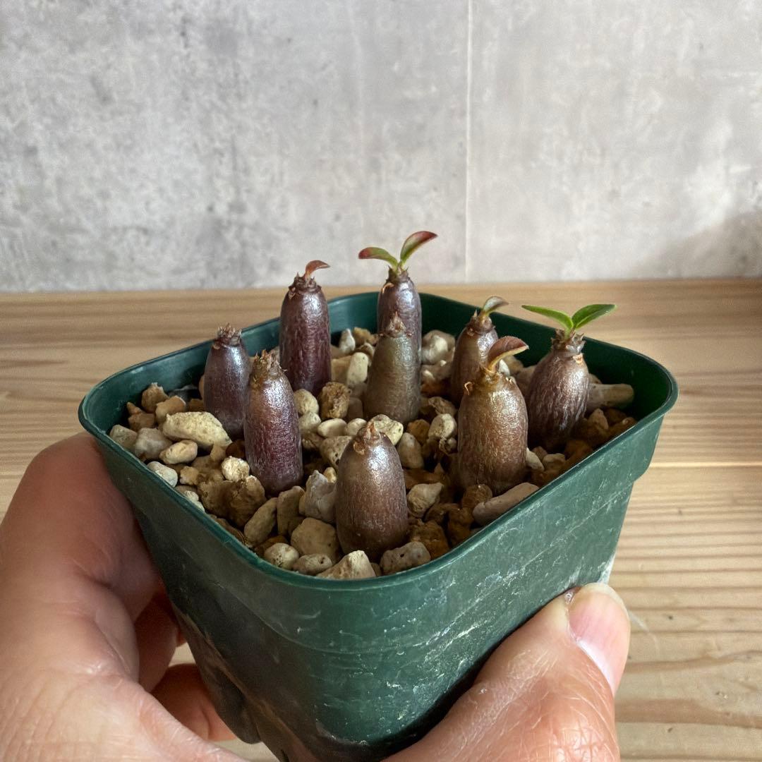 9株セットパキポディウムウィンゾリー 国内実生株