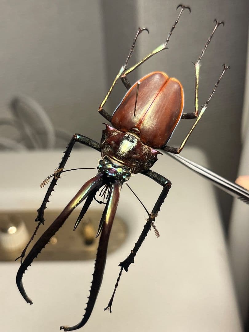 【81mm】チリクワガタ メタリフェルホソアカクワガタ Wild 昆虫標本